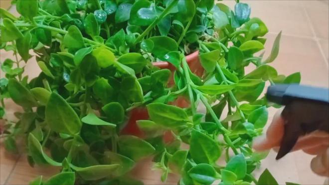 Kaiyun中国:啤酒里放一粒阿司匹林妙用太棒了家人朋友都喜欢学会不吃亏(图3)