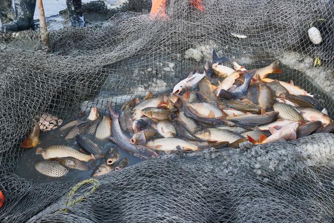 开云网站：黑坑鲤鱼不下底的4个主要原因以及应对办法(图2)