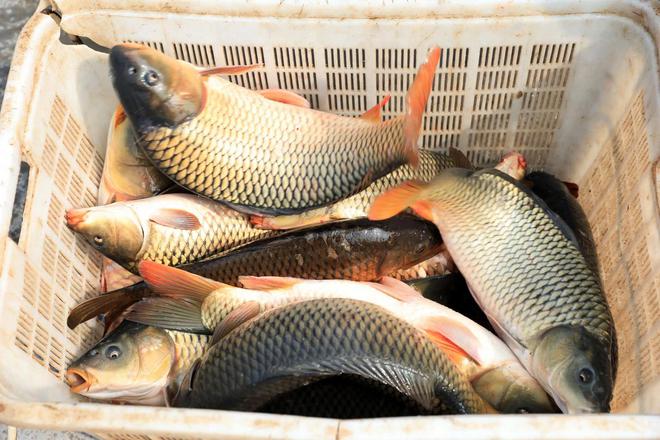 开云网站：黑坑鲤鱼不下底的4个主要原因以及应对办法(图4)