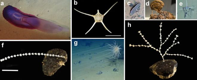 Kaiyun中国:奇妙的深海氧气来源(图5)