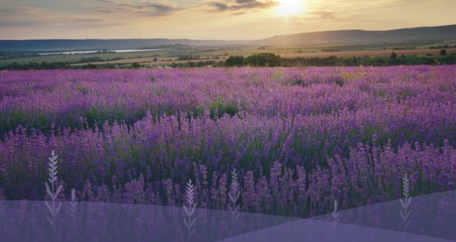 Kaiyun中国：平安树薰衣草伊香板：让家的每一刻都充满宁静与温馨(图2)